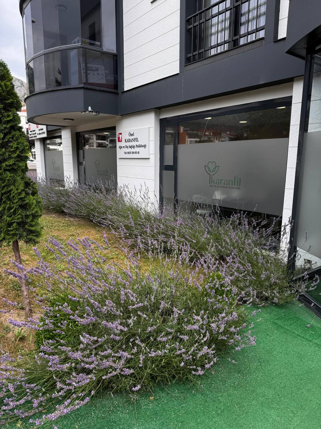 Karanfil kliniği — lavantalı ön bahçe